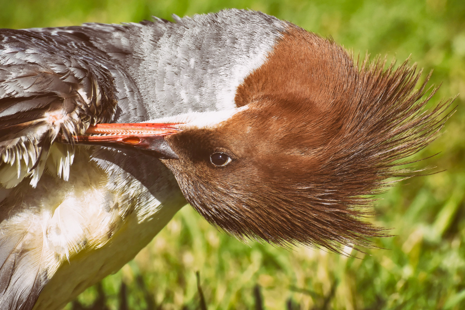 Gänsesäger / Mergus Merganser