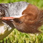 Gänsesäger / Mergus Merganser