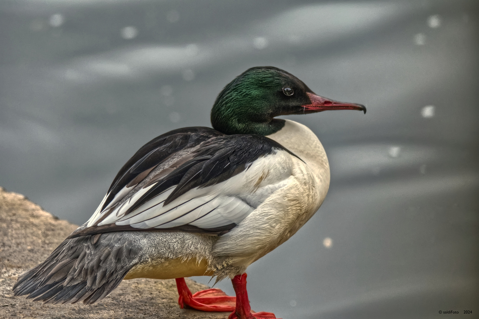 GÄNSESÄGER  Mergus merganser