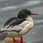 GÄNSESÄGER  Mergus merganser