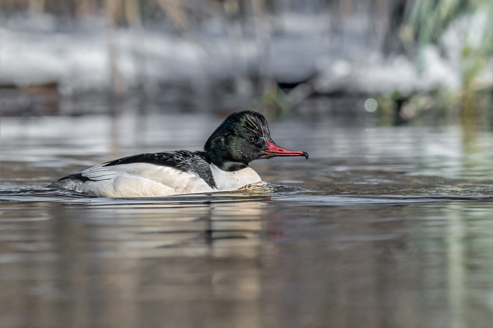 Gänsesäger (Mergus merganser)