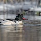 Gänsesäger (Mergus merganser)