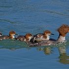 Gänsesäger ( Mergus merganser)