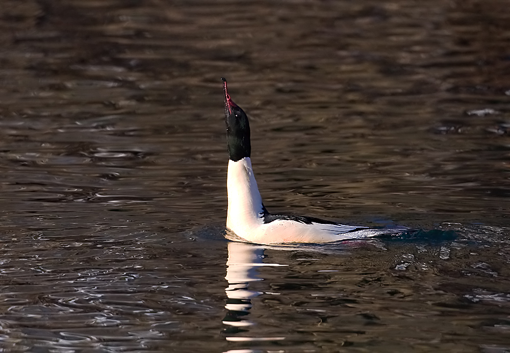 Gänsesäger (Mergus merganser)