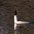 Gänsesäger (Mergus merganser)