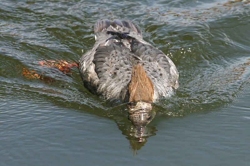 Gänsesäger (Mergus merganser)