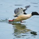 Gänsesäger (Mergus merganser)