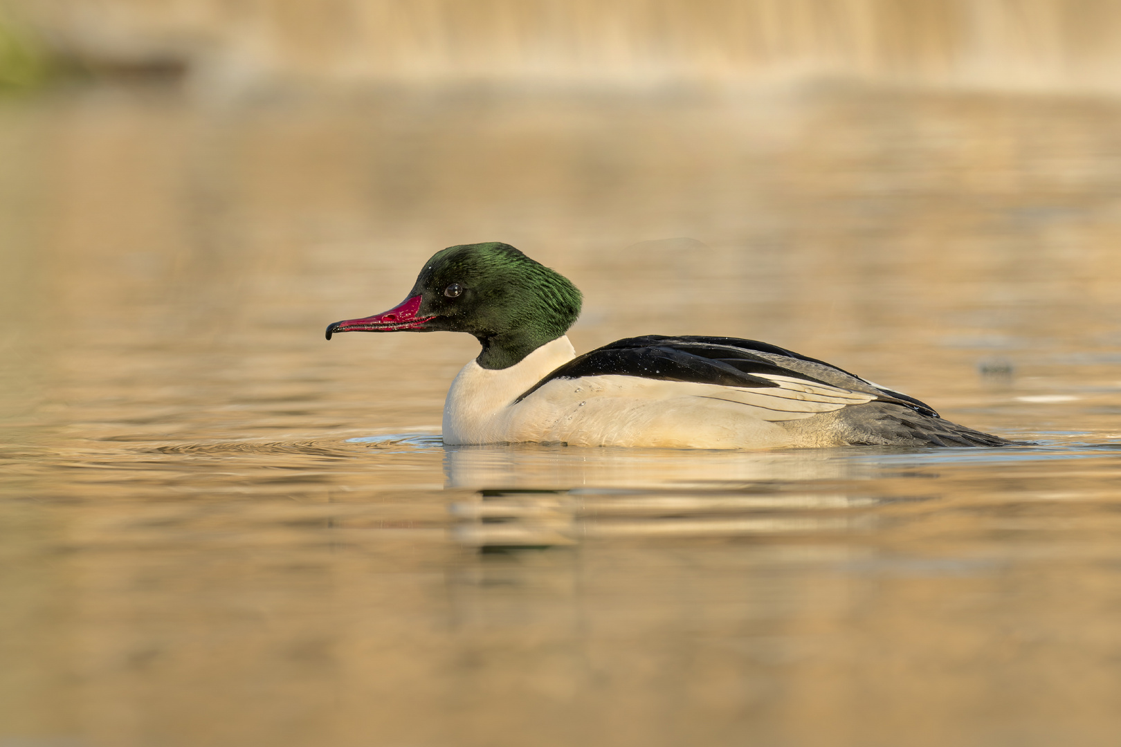 Gänsesäger (Mergus merganser)