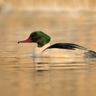 Gänsesäger (Mergus merganser)