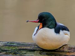 Gänsesäger ( Mergus merganser )