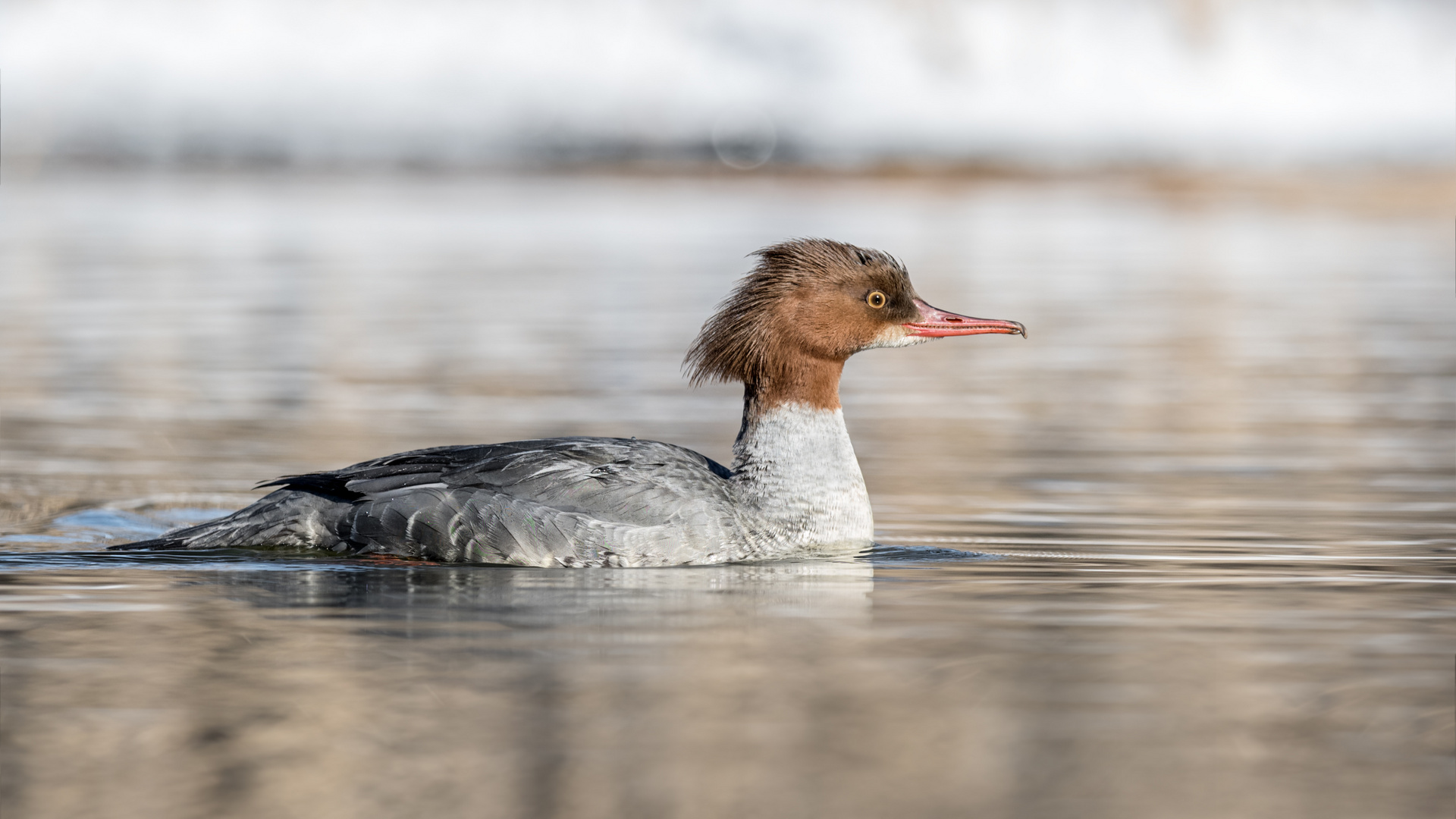 Gänsesäger (Mergus merganser)