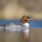 Gänsesäger (Mergus merganser)