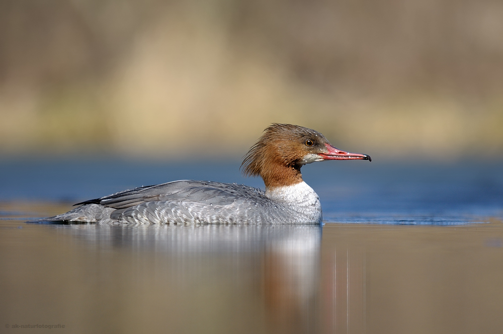 Gänsesäger (Mergus merganser)