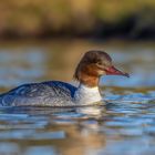 Gänsesäger (Mergus merganser)