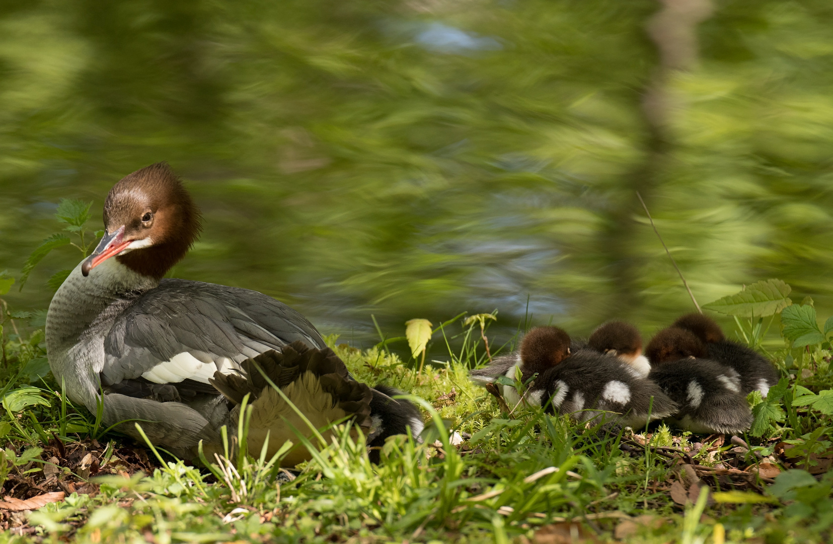 Gänsesäger  (Mergus merganser) 