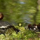 Gänsesäger  (Mergus merganser) 