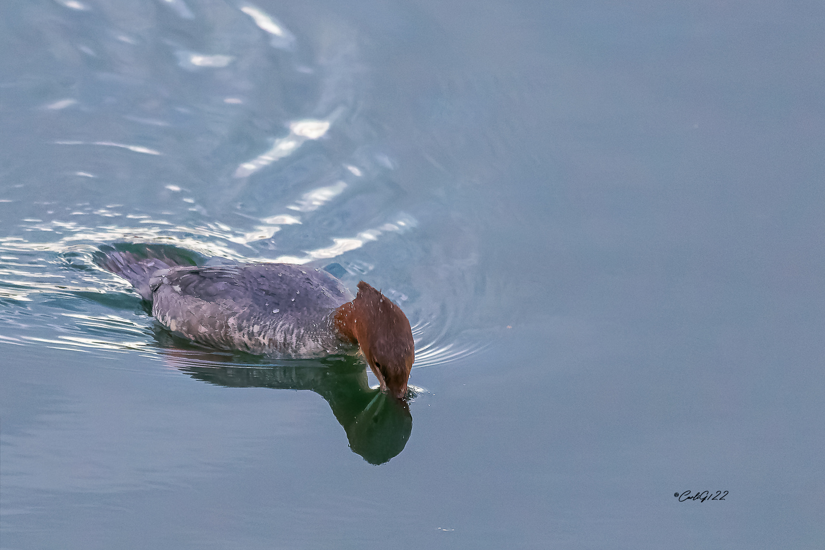  Gänsesäger (Mergus merganser)