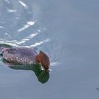  Gänsesäger (Mergus merganser)