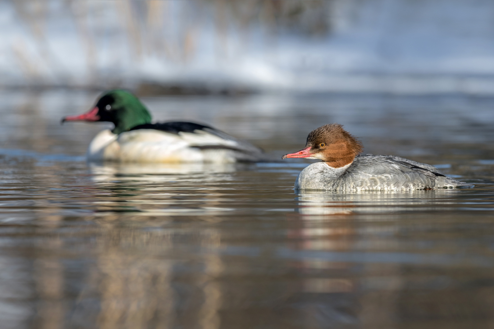 Gänsesäger (Mergus merganser)