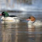 Gänsesäger (Mergus merganser)