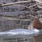 Gänsesäger (Mergus merganser)