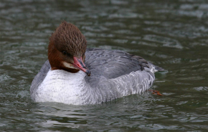 Gänsesäger (Mergus merganser)_