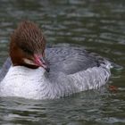 Gänsesäger (Mergus merganser)_