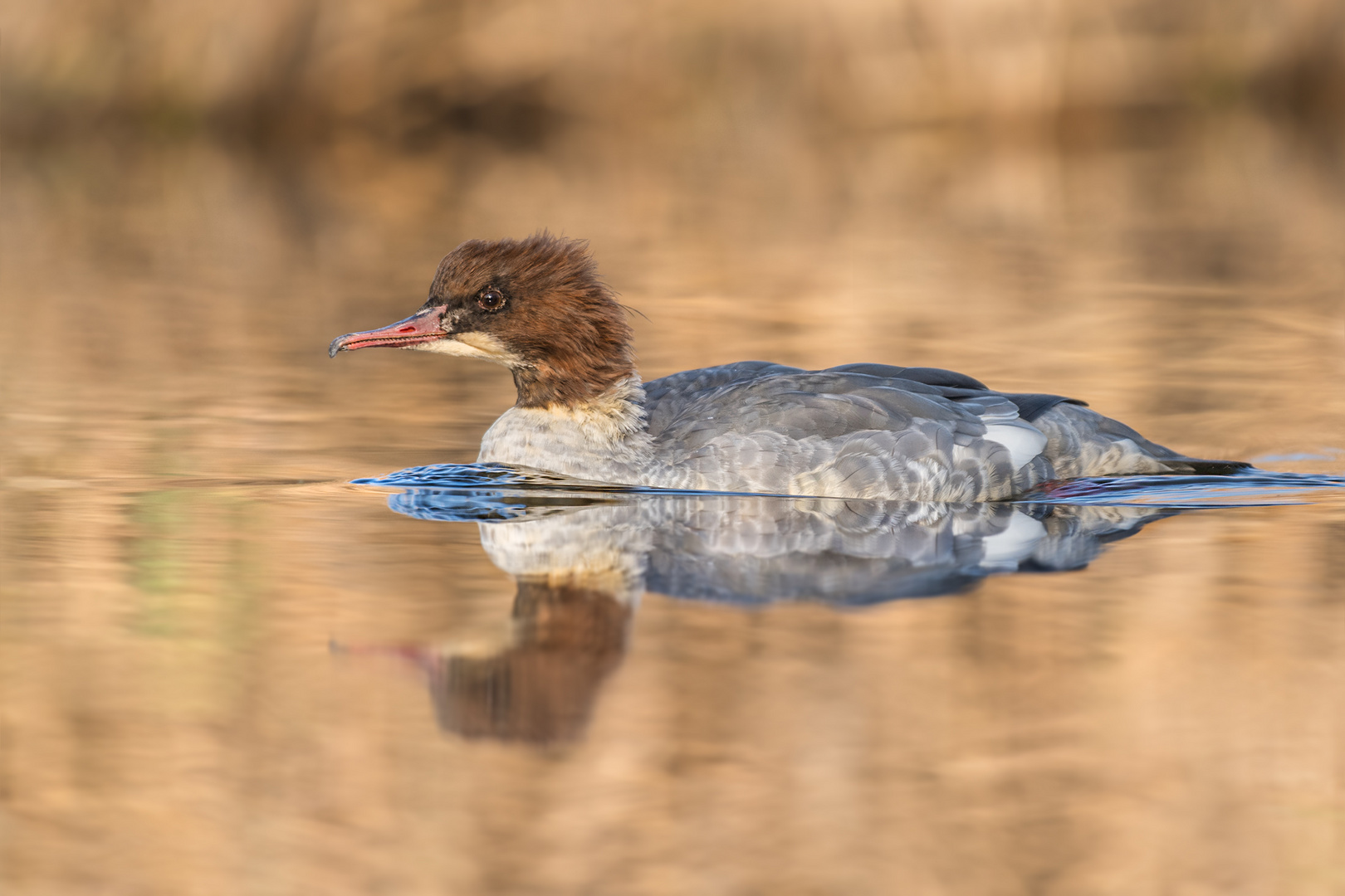 Gänsesäger (Mergus merganser)  