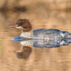 Gänsesäger (Mergus merganser)  