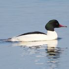 Gänsesäger (Mergus merganser)