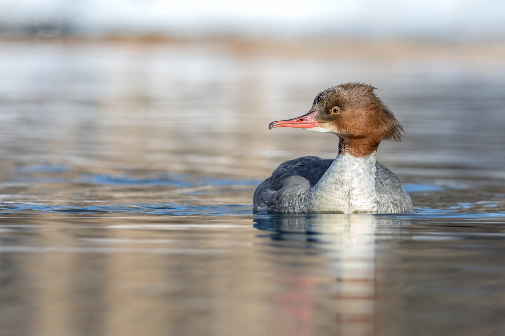 Gänsesäger (Mergus merganser)