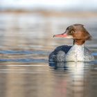 Gänsesäger (Mergus merganser)