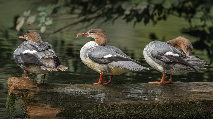   Gänsesäger (Mergus merganser)