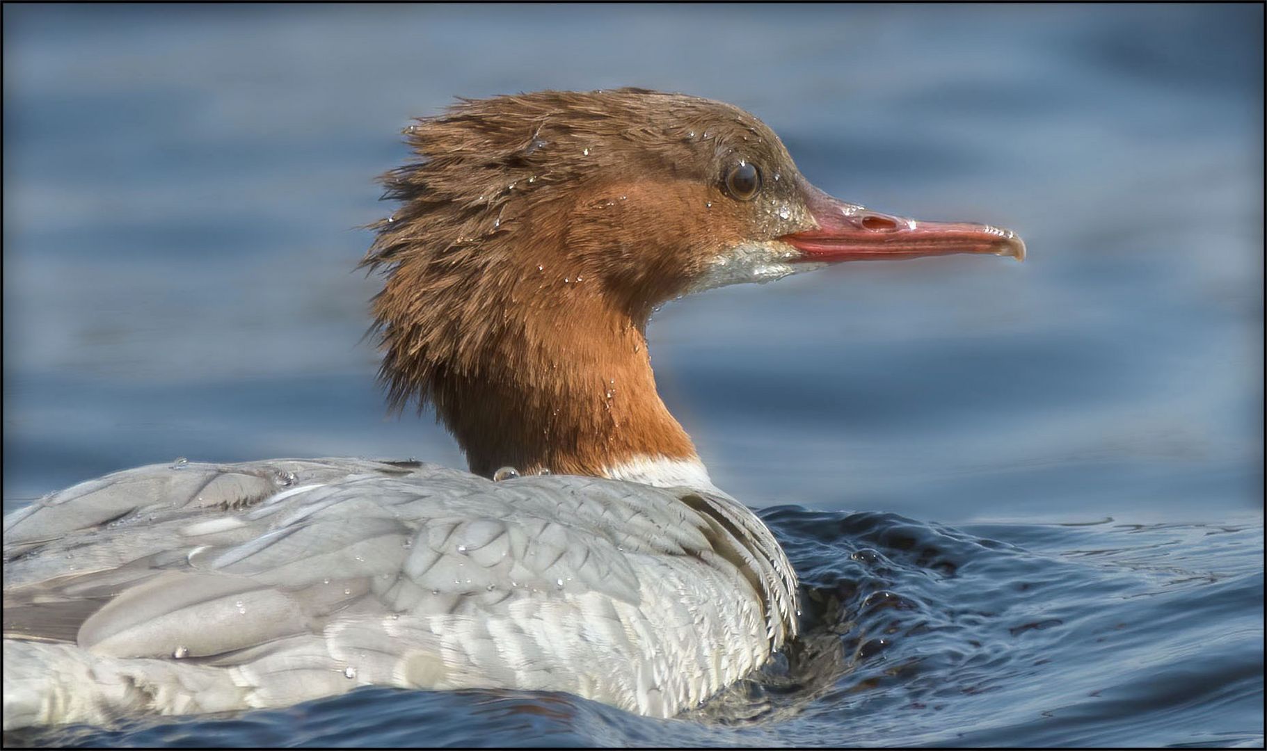 Gänsesäger (Mergus merganser )