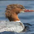 Gänsesäger (Mergus merganser )