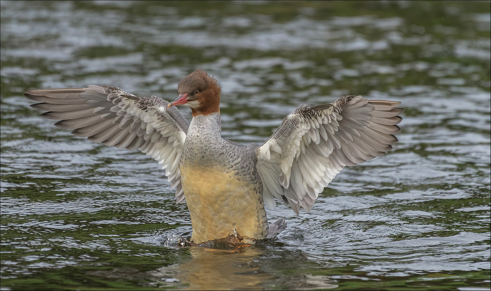 Gänsesäger (Mergus merganser)