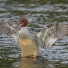 Gänsesäger (Mergus merganser)