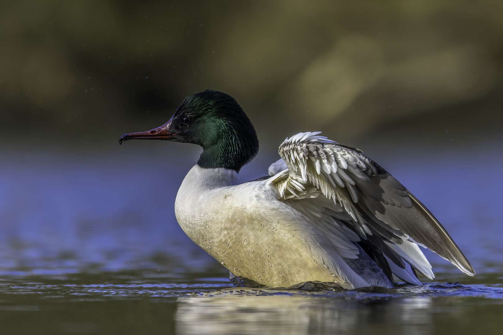 Gänsesäger (Mergus merganser)