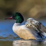 Gänsesäger (Mergus merganser)