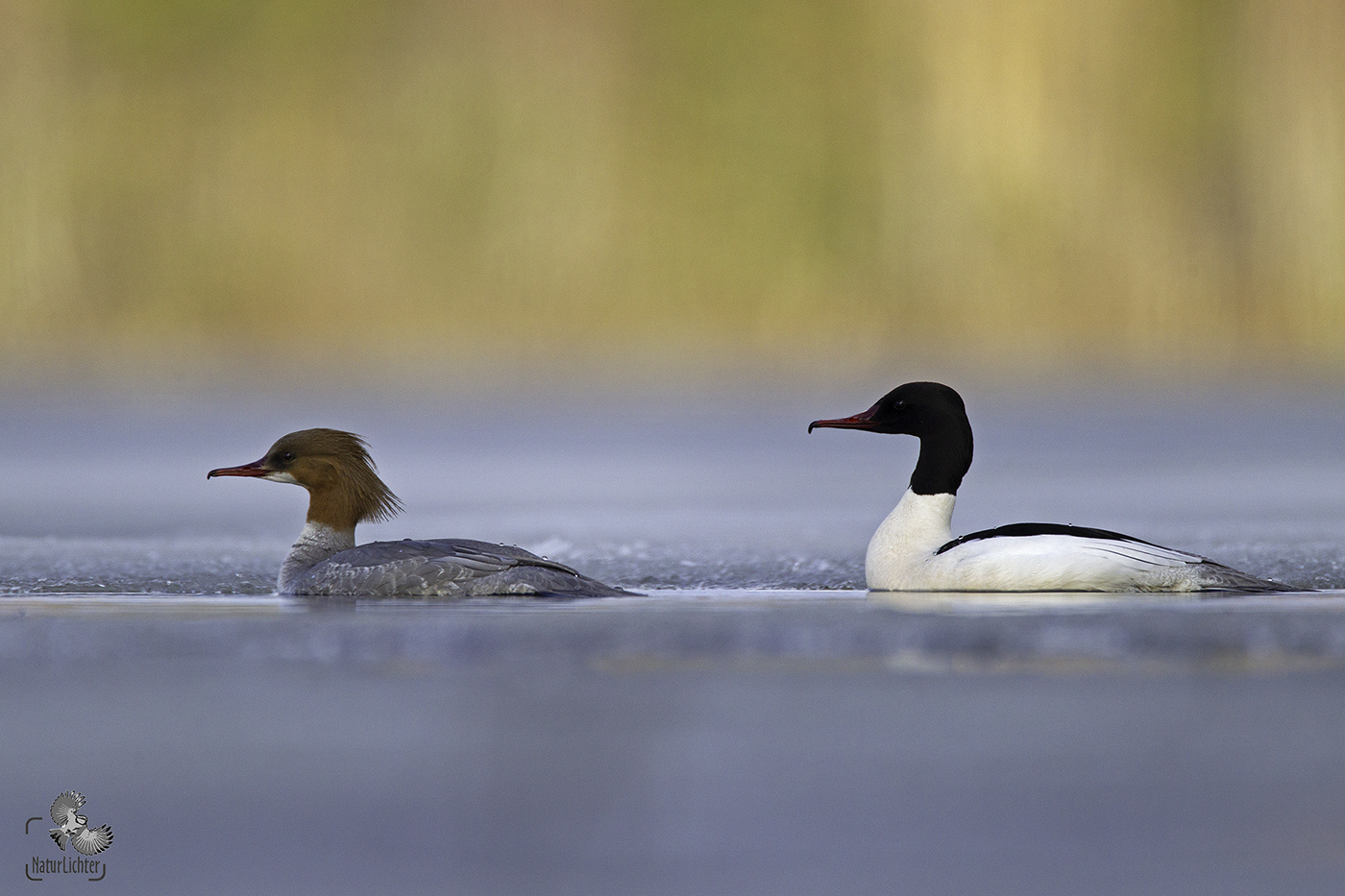 Gänsesäger (Mergus merganser) 