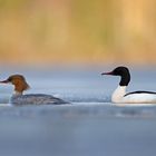 Gänsesäger (Mergus merganser) 