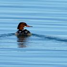 Gänsesäger (Mergus merganser)