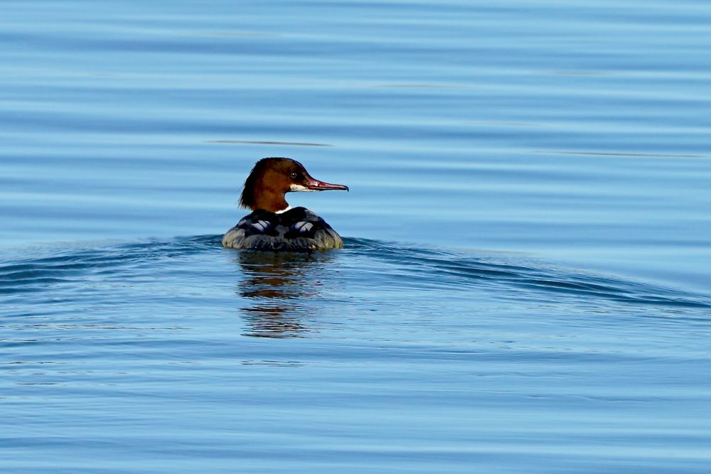 Gänsesäger (Mergus merganser)