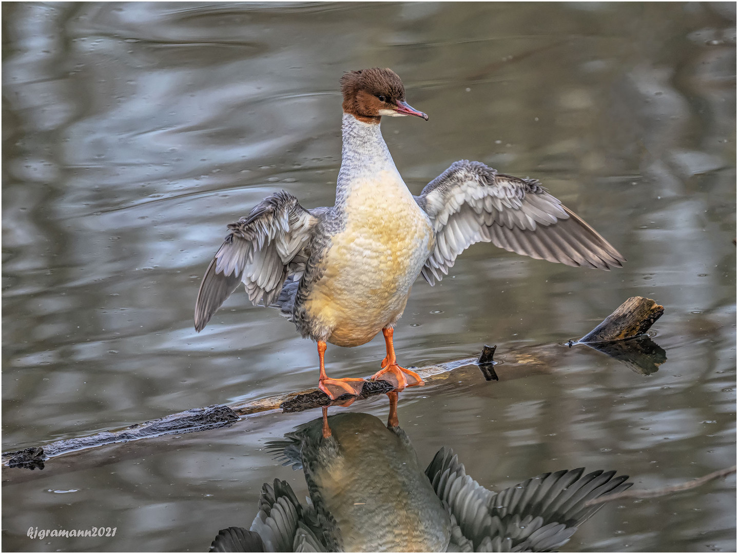 gänsesäger (mergus merganser) ....