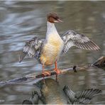 gänsesäger (mergus merganser) ....