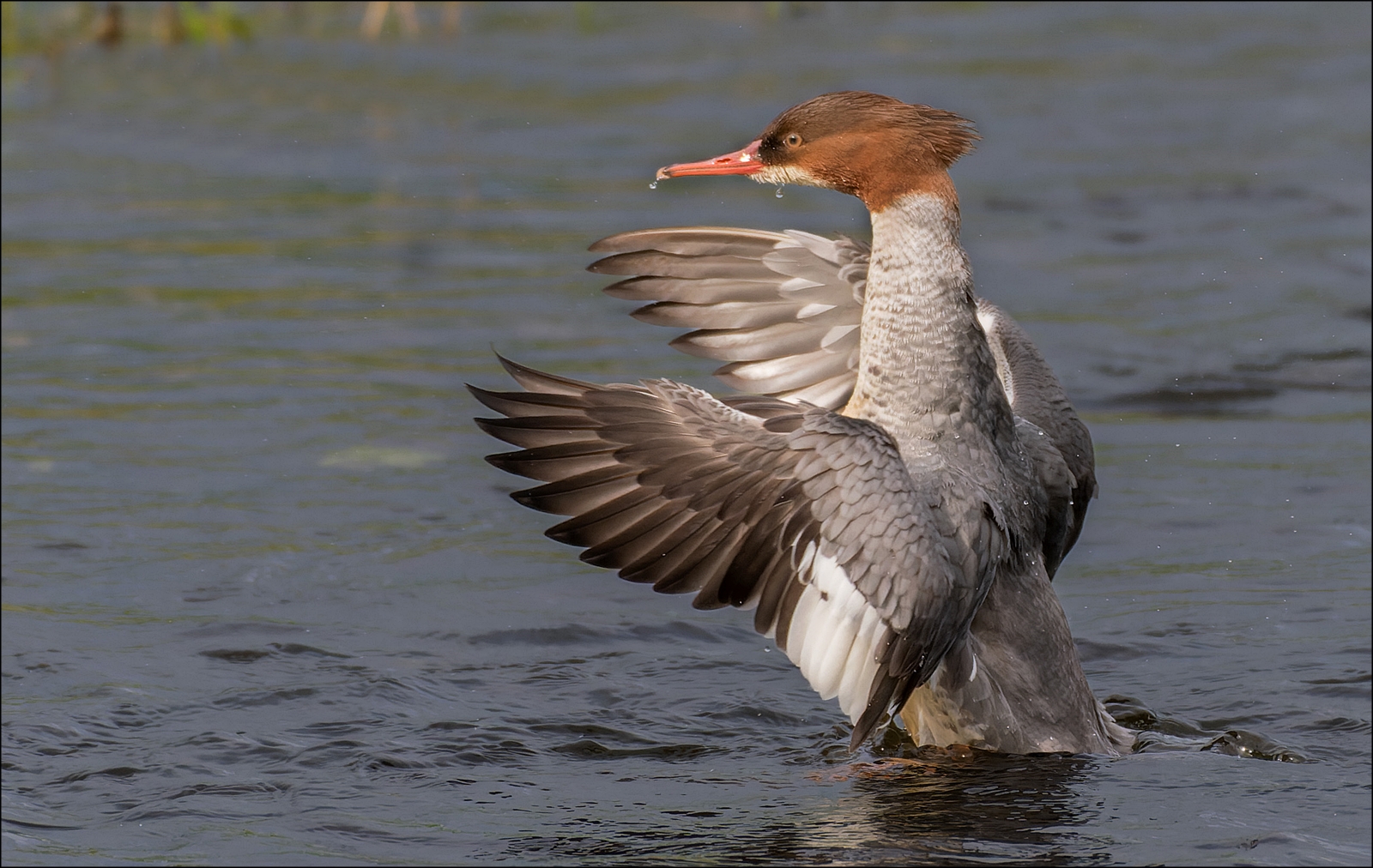 Gänsesäger  (Mergus merganser)