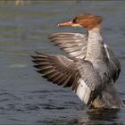 Gänsesäger  (Mergus merganser)