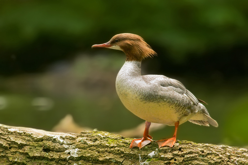 Gänsesäger Mergus merganser