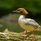 Gänsesäger Mergus merganser