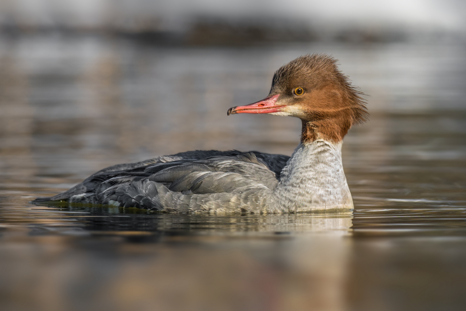 Gänsesäger (Mergus merganser)